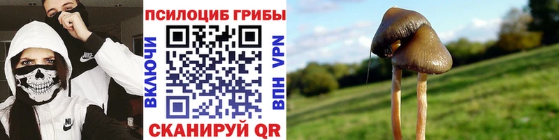 что такое   Михайловка  Галлюциногенные грибы Psilocybine cubensis 